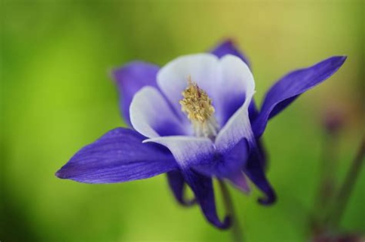Are columbines poisonous to touch