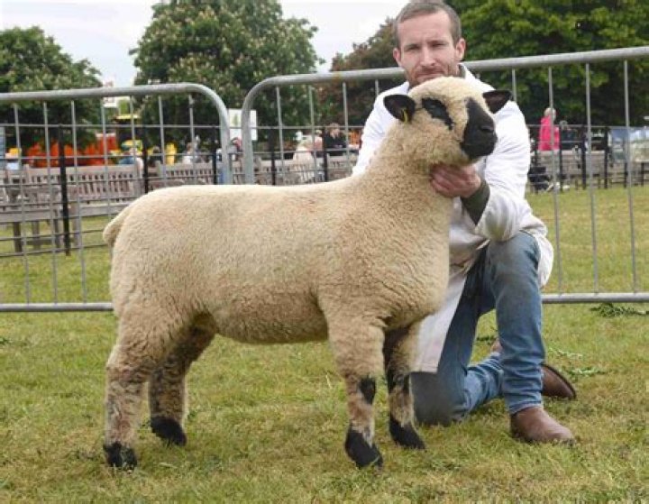 Are Hampshire Sheep good for meat