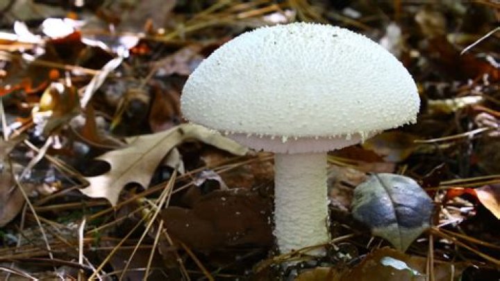 Are there any poisonous Ganoderma
