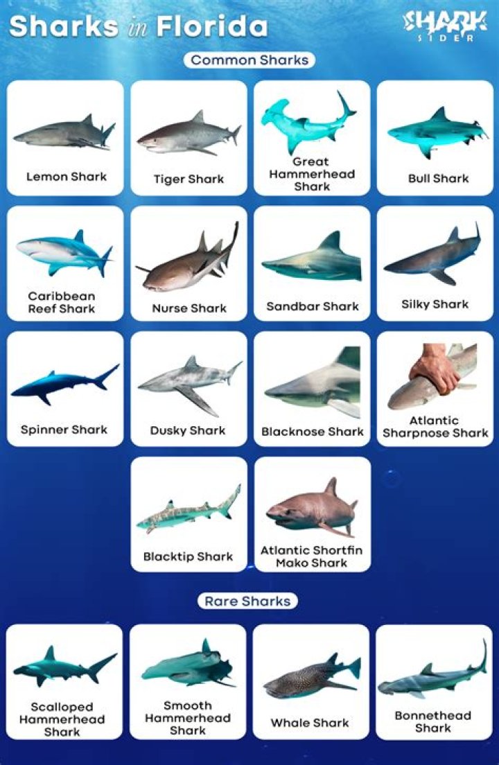 Are there sharks at Newport Beach