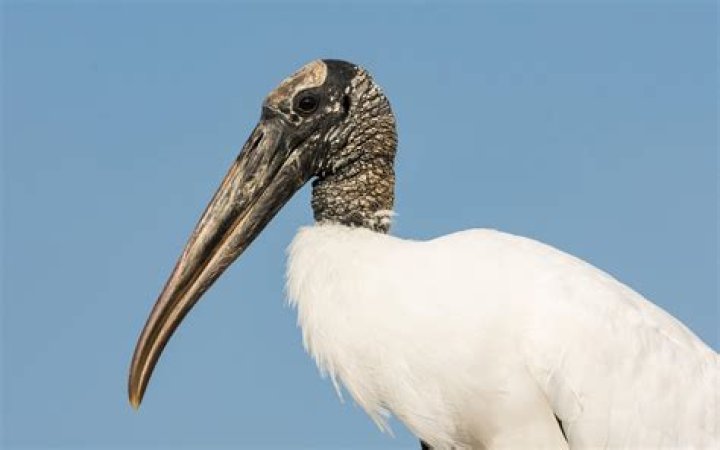 Are there wood storks in Michigan
