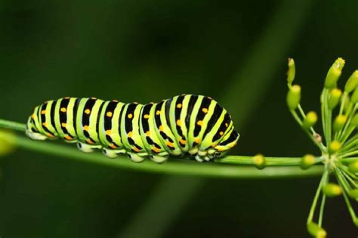 Can caterpillars live with snails
