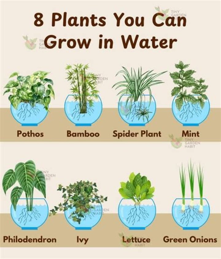 Can you grow plants in just water