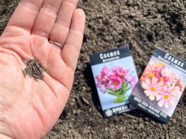 Can you just scatter cosmos seeds
