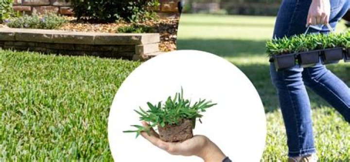 Can you make your own grass plugs