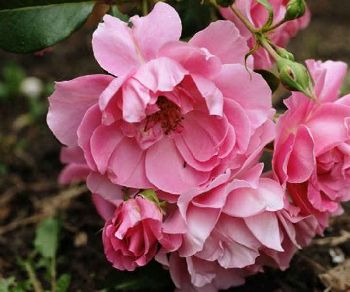 Can you move a rose bush in bloom
