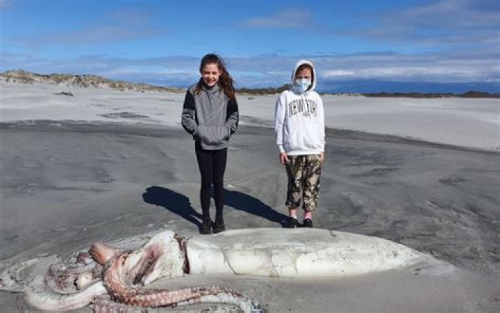Can you walk out on Farewell Spit