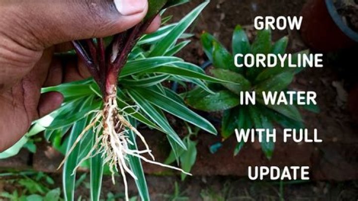 Do Cordylines need a lot of water