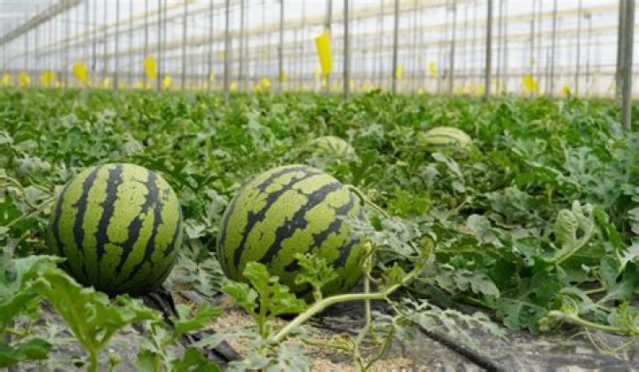 Do watermelons grow well in Texas