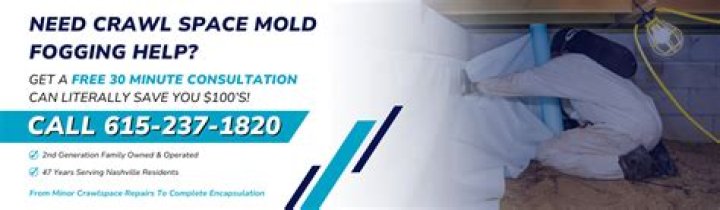 Does fogging for mold really work