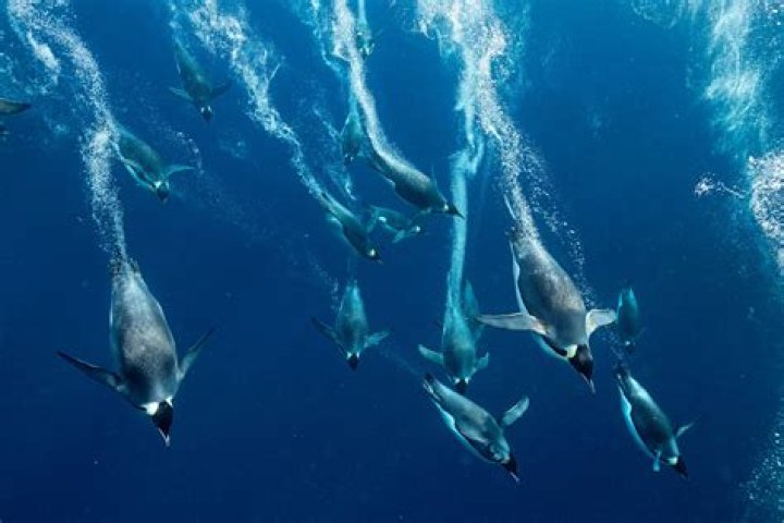 How are penguins so fast in water