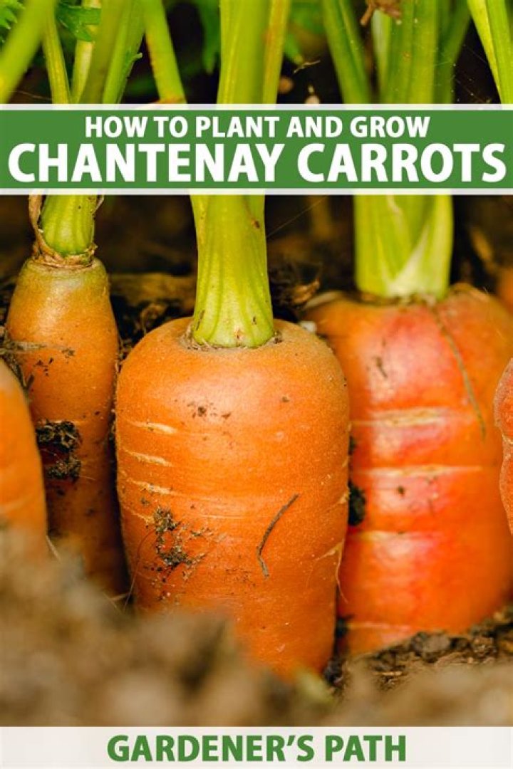 How big do Chantenay carrots grow