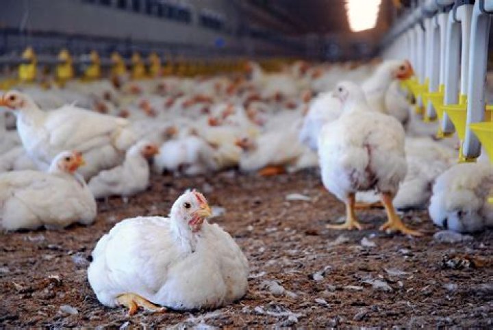 How do you choose quality poultry