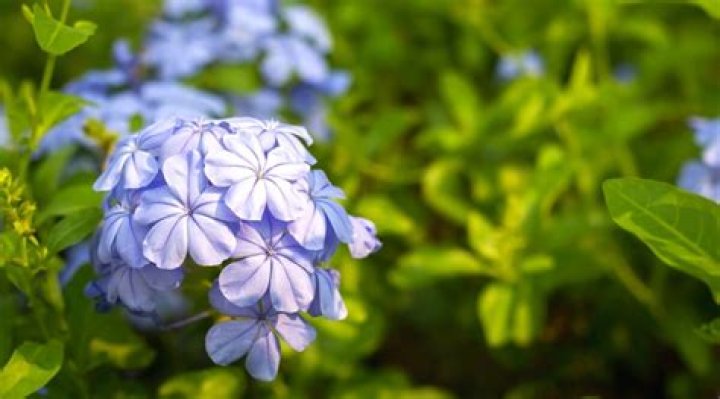 How do you keep plumbago blooming