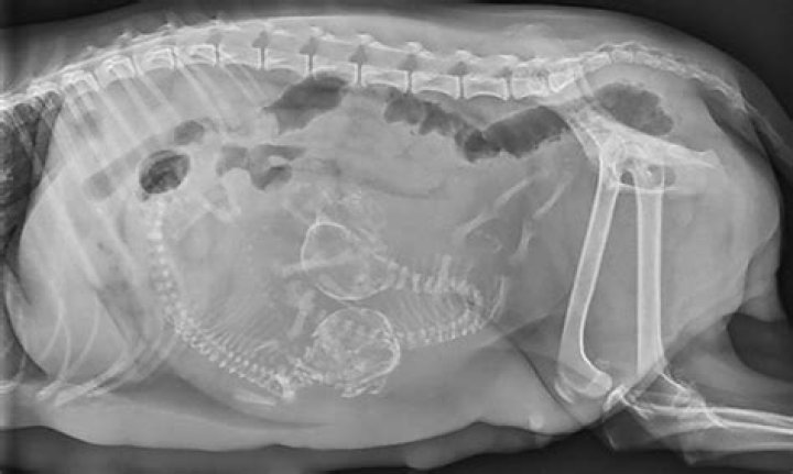 How do you treat dystocia in dogs