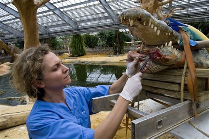 How does a vet tech work at a zoo