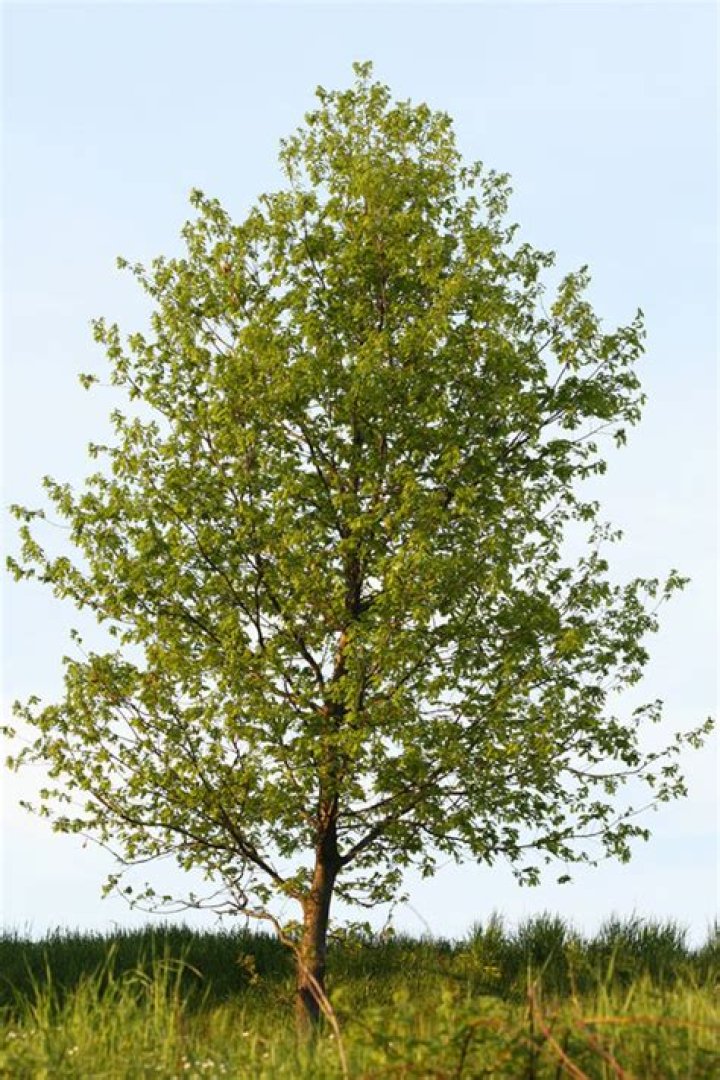 How long will poplar last outside