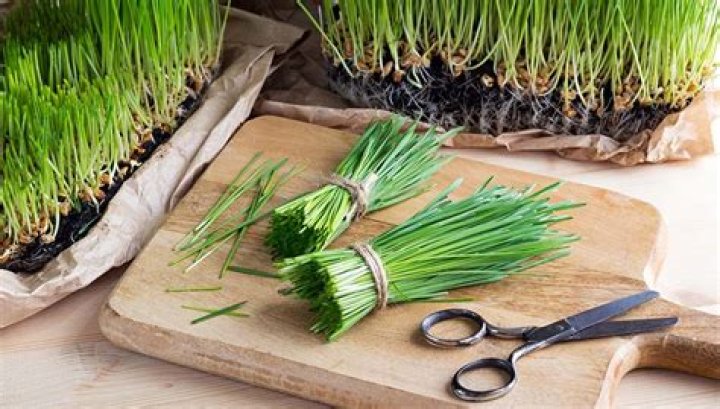 How much wheatgrass can a dog eat