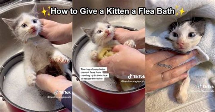 Is it okay to give a kitten water