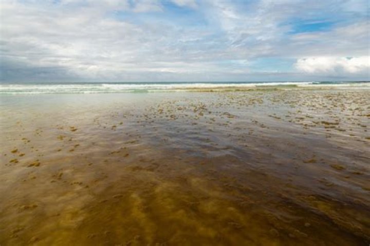 Is red tide the same as sargassum
