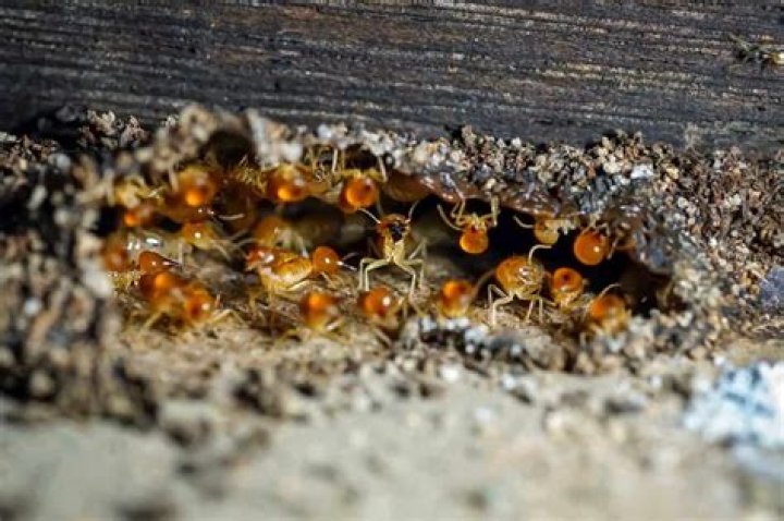 Is tenting necessary for termites