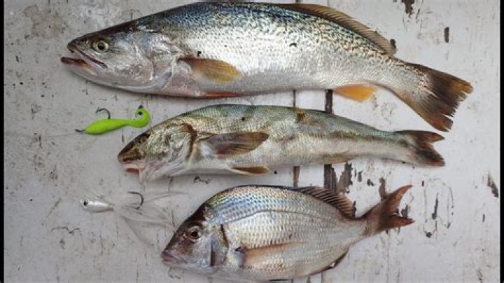 Is weakfish the same as sea trout