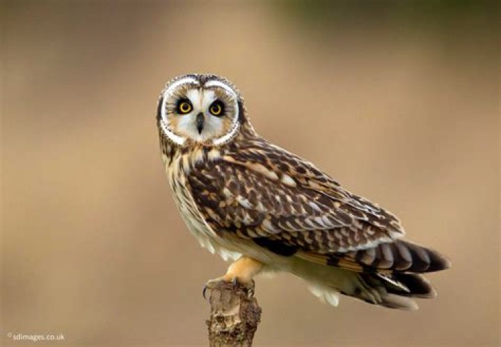 What animals eat short eared owls