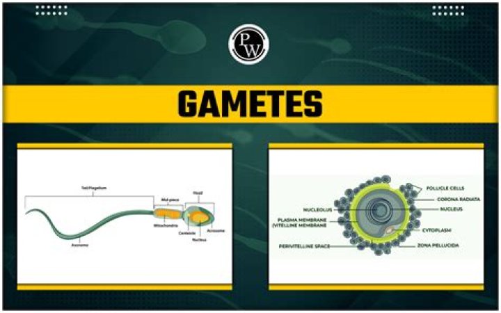What are gametes used for quizlet