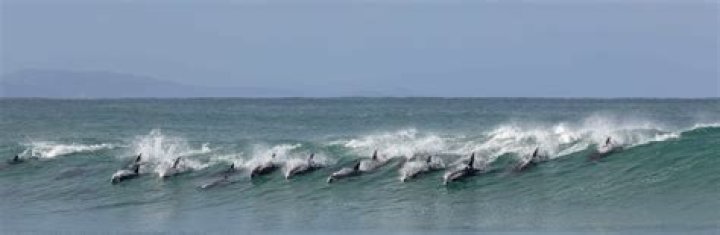 What are group of dolphins called