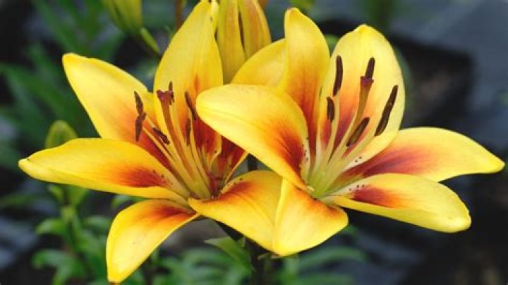 What are the yellow lilies called