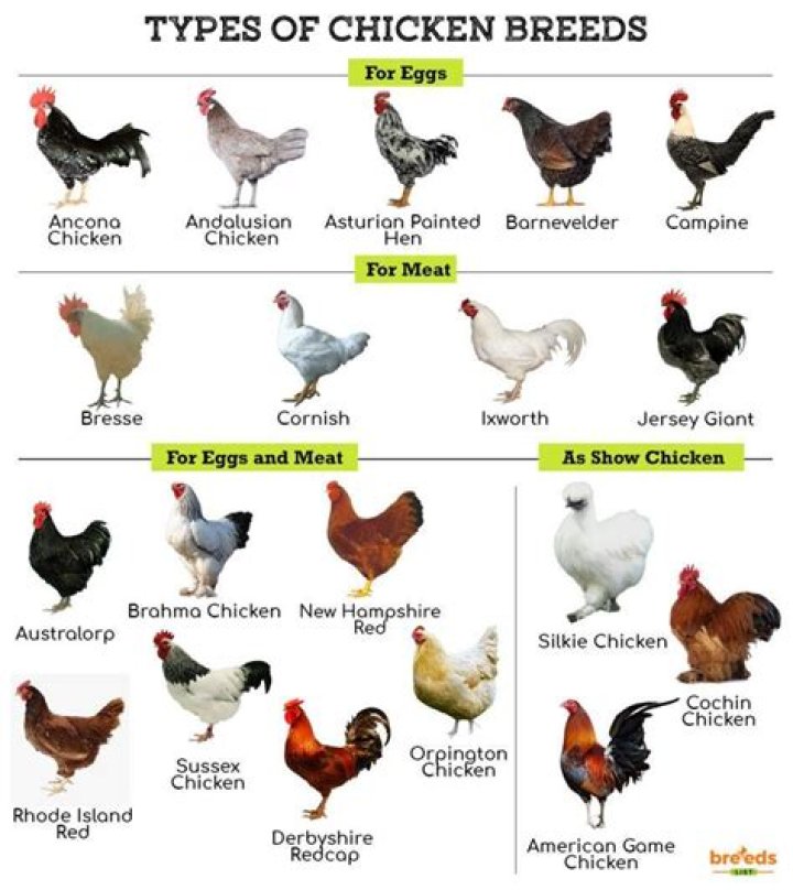 What breeds make a warren chicken