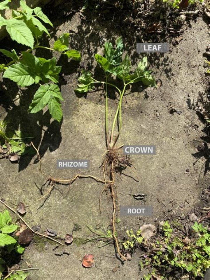 What can you do with ground elder