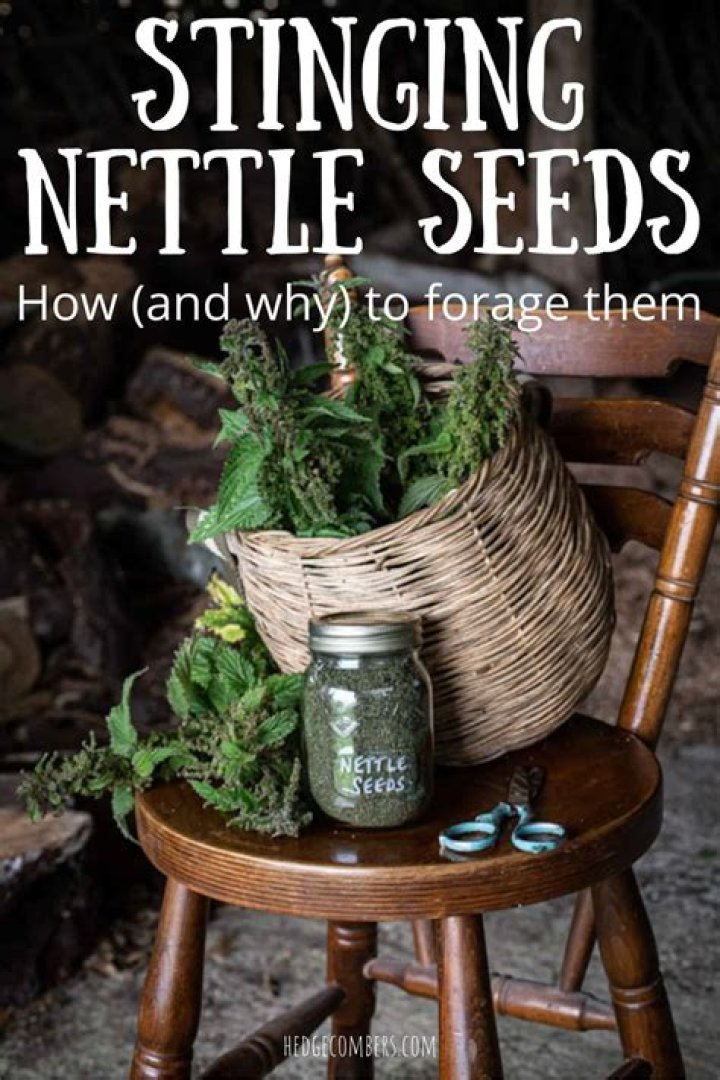 What can you do with nettle seeds
