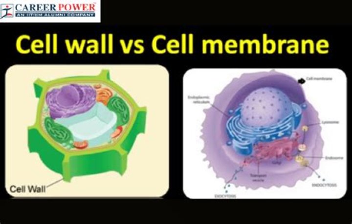 What cells never have a cell wall