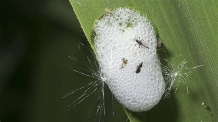 What insect is inside cuckoo spit