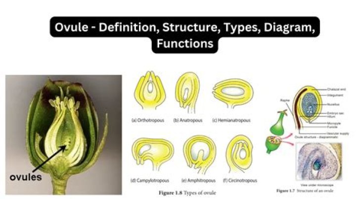 What is a Fertilised ovule called