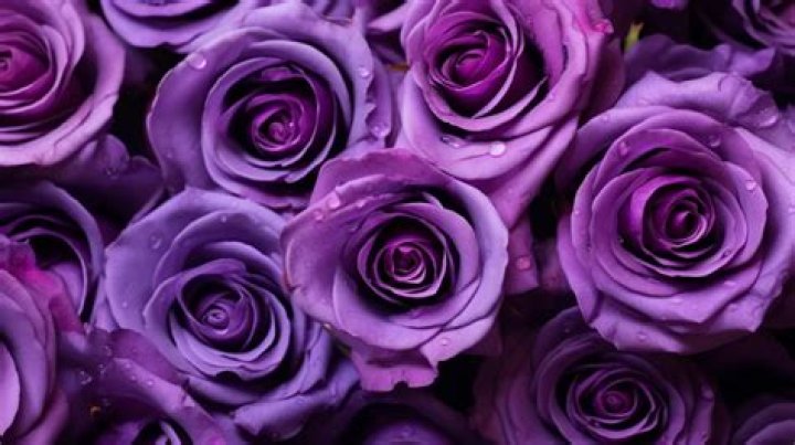 What is a purple rose a symbol of