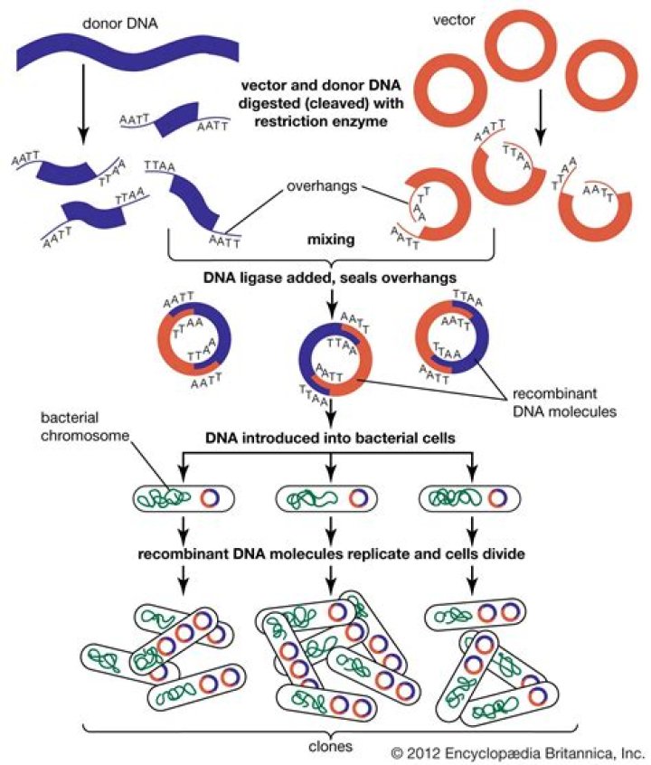 What is a recombinant organism