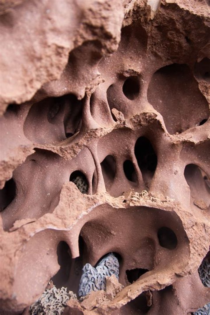 What is a termites nest called