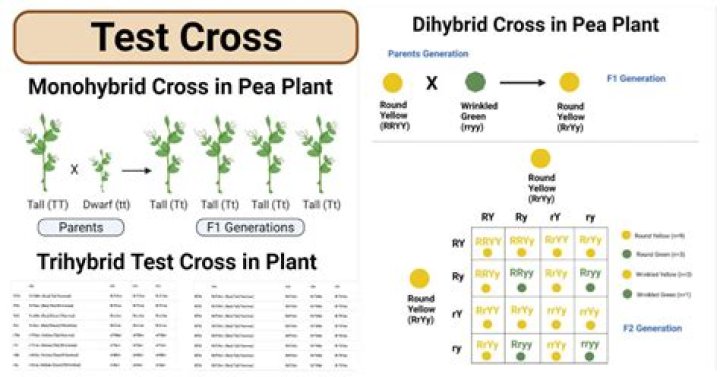 What is a Trihybrid test cross