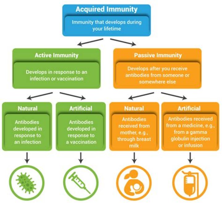 What is acquired immunity explain