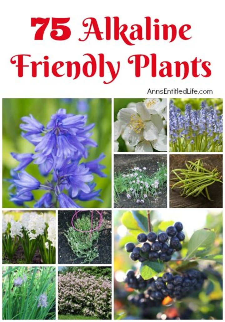 What is alkaline soil good for