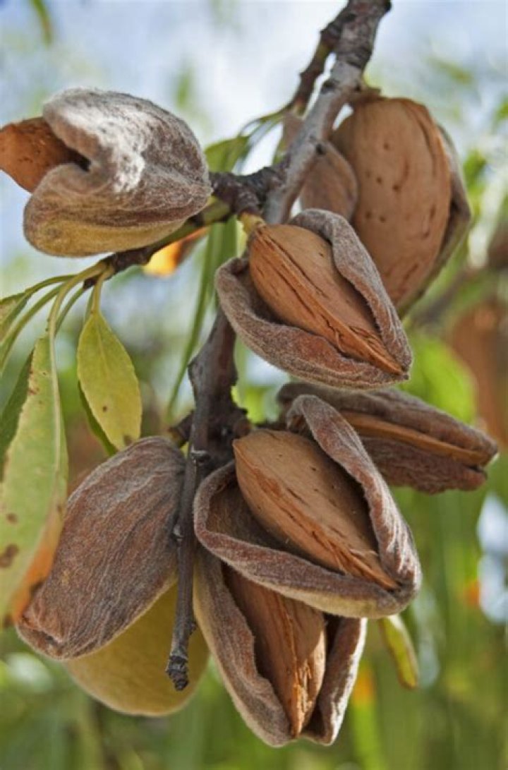 What is all in one almond tree