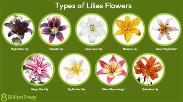 What is an African Lily look like