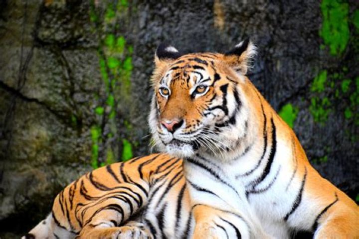 What is an Asian tiger country