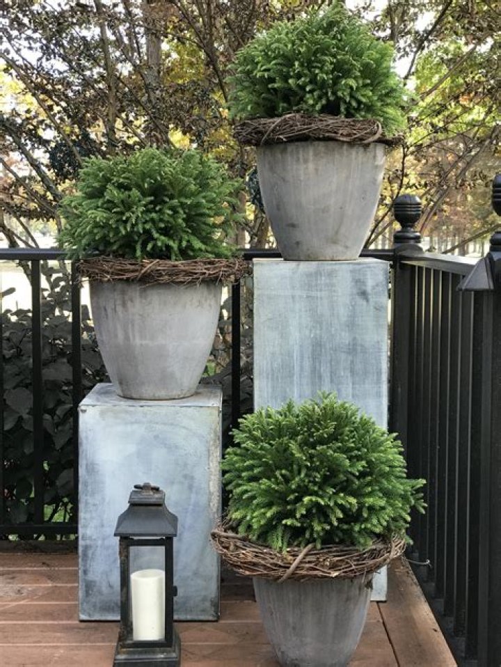 What is an evergreen perennial