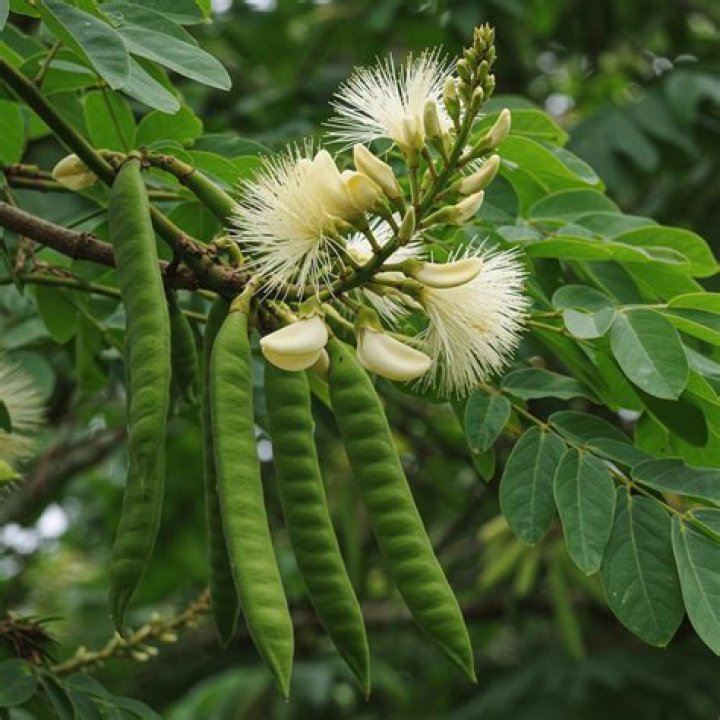 What is an ice cream bean tree