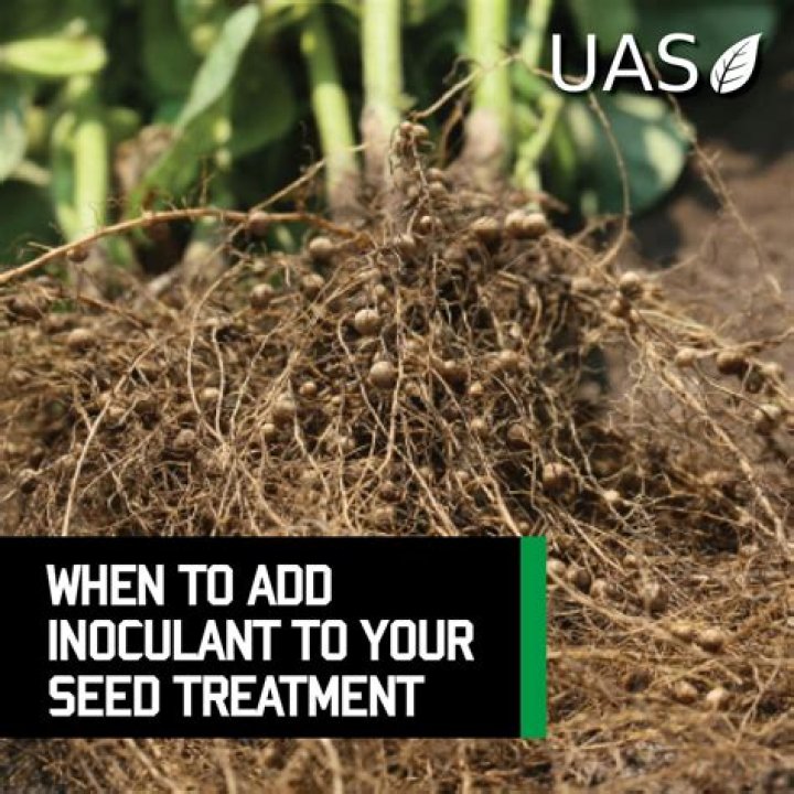 What is an inoculant for seeds