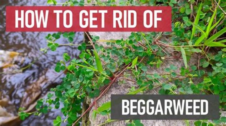What is beggars lice good for