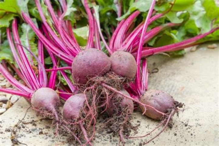 What is Beta vulgaris used for